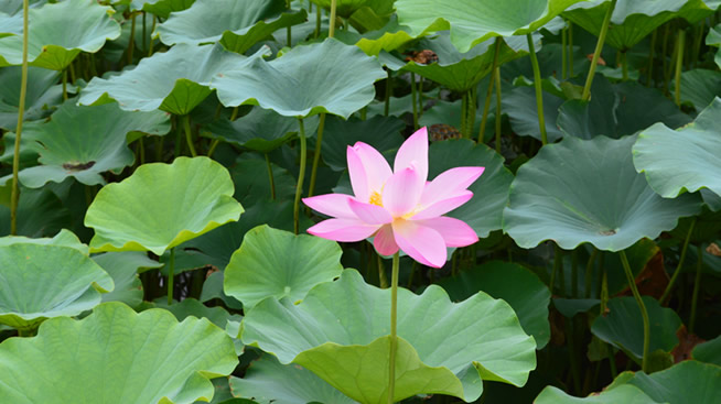 北国水乡，荷红苇绿